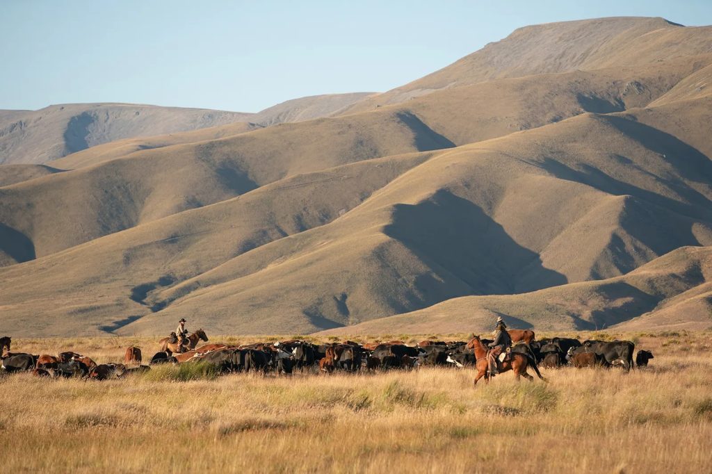 Trong mắt Phil, những ngọn đồi Montana hiện lên hình ảnh con chó đang chạy.